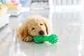 Golden retriever puppy playing a toy Royalty Free Stock Photo