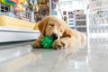 Golden retriever puppy playing a toy Royalty Free Stock Photo