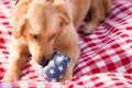 Golden Retriever Puppy Plays with Chew Toy