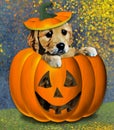 A golden retriever puppy pops his head out of a jack-o-lantern with the top of the pumpkin and stem on his head