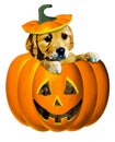 A golden retriever puppy pops his head out of a jack-o-lantern with the top of the pumpkin and stem on his head