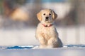 Golden retriever puppy