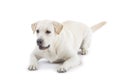 Golden Retriever puppy ready to play Royalty Free Stock Photo