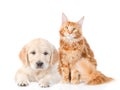 Golden retriever puppy and red maine coon cat. isolated on white background Royalty Free Stock Photo