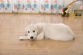 Golden retriever puppy Royalty Free Stock Photo