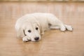 Golden retriever puppy Royalty Free Stock Photo