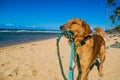 Golden retriever puppy on the shore beach Royalty Free Stock Photo