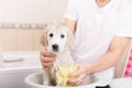 Golden retriever puppy in shower Royalty Free Stock Photo