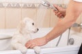 Golden retriever puppy in shower Royalty Free Stock Photo