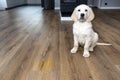 A golden retriever puppy sits scolded near a pee stain on modern waterproof vinyl panels in the living room of the home.