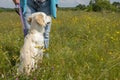 Golden retriever puppy sitting in front of female owner in green field outdoors Royalty Free Stock Photo