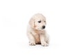 Golden retriever puppy sitting isolated Royalty Free Stock Photo