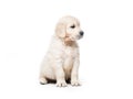 Golden retriever puppy sitting isolated Royalty Free Stock Photo