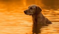 Golden retriever puppy sitting by pond, enjoying autumn sunset playfully generated by AI