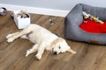 Golden retriever puppy sleeps on modern vinyl panels in the living room of a house near the playpen, toys in the background. Royalty Free Stock Photo