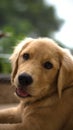 Golden Retriever puppy smiling. Pet dog.