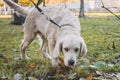 A golden retriever puppy sniffs the ground