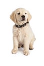 Golden Retriever Puppy Spiked Collar