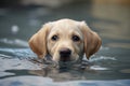 golden retriever puppy swimming in a pool, shallow dof AI Generated