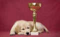 Golden retriever puppy tiredly lies next to the award cup Royalty Free Stock Photo