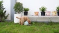 Golden Retriever puppy about to rummage through pot