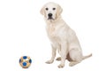 Golden retriever puppy with toy ball Royalty Free Stock Photo