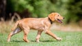 A Golden Retriever puppy walking across a park from the side