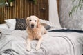 Golden retriever pure breed puppy dog on bed in house or hotel. Royalty Free Stock Photo