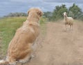 Golden retriever and ram, unexpected meeting with a ram, ram, nature and dog and ram, dog and ram, meeting of a dog and ram,