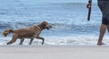 Golden retriever is ready to play fetch on a beach Royalty Free Stock Photo