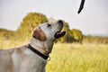 Golden retriever ready to play Royalty Free Stock Photo