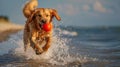 A golden retriever with a red ball in its mouth at beach. Generative AI Royalty Free Stock Photo