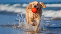 A golden retriever with a red ball in its mouth at beach. Generative AI Royalty Free Stock Photo