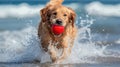 A golden retriever with a red ball in its mouth at beach. Generative AI Royalty Free Stock Photo