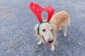 Golden retriever with red reindeer horn