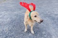 Golden retriever with red reindeer horn