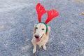 Golden retriever with red reindeer horn