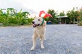 Golden retriever with red reindeer horn