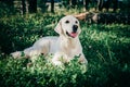 Golden retriever rest in the grass Royalty Free Stock Photo