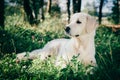 Golden retriever rest in the grass Royalty Free Stock Photo