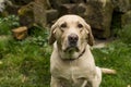 The golden retriever rest in the grass Royalty Free Stock Photo