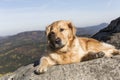 The golden retriever rest in the rock Royalty Free Stock Photo