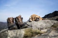 The golden retriever rest in the rock Royalty Free Stock Photo