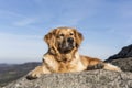 The golden retriever rest in the rock Royalty Free Stock Photo