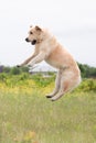Golden Retriever retriever jumping in the field in summer Royalty Free Stock Photo