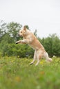 Golden Retriever retriever jumping in the field in summer Royalty Free Stock Photo