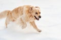 Golden retriever running