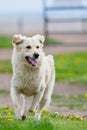 Golden Retriever Running