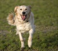 Golden Retriever Running