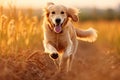Golden Retriever running in the field at sunset, close up, Golden Retriever dog running in the field with blurred background, AI Royalty Free Stock Photo
